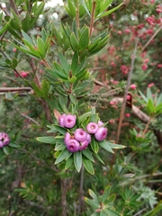 Cyathodes glauca