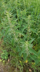 Urtica dioica