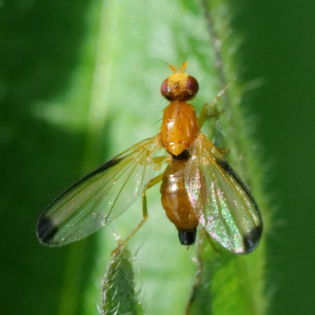 Temnosira