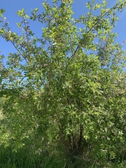 Salix