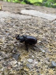 Oryctes nasicornis ameliae