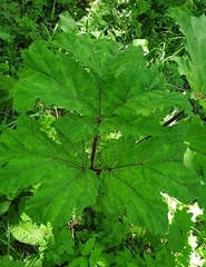 Heracleum sosnowskyi
