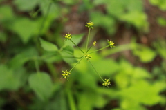 Thaspium trifoliatum