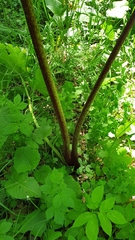 Heracleum sosnowskyi