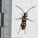 Xestoleptura behrensii - Photo (c) M. Goff, some rights reserved (CC BY-NC-SA), uploaded by M. Goff