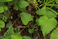 Thaspium trifoliatum