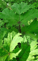 Heracleum sosnowskyi