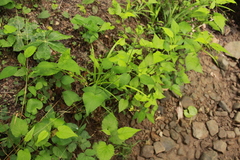 Thaspium trifoliatum