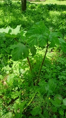 Heracleum sosnowskyi