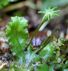 Marchantia polymorpha