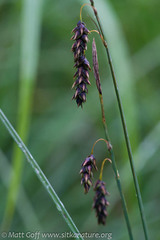 Carex pluriflora