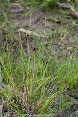 Carex echinata