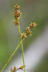 Carex echinata