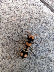 Hoplomutilla insignis