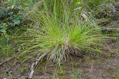 Carex laeviculmis