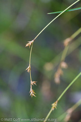 Carex laeviculmis