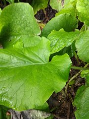 Trachystemon orientalis