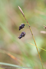 Carex pluriflora