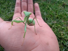 Stagmomantis limbata