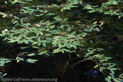 Potamogeton gramineus