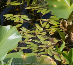 Potamogeton gramineus