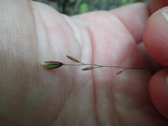Melica uniflora