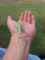 Stagmomantis limbata