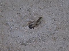 Cryptocentrus cinctus