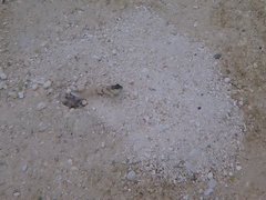 Cryptocentrus cinctus