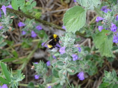 Bombus terrestris dalmatinus