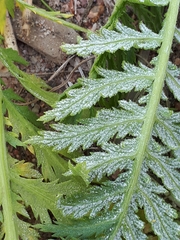Paraperonospora tanaceti