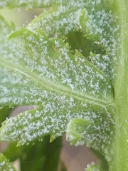 Paraperonospora tanaceti