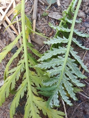 Paraperonospora tanaceti