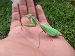 Stagmomantis limbata