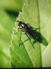 Dolichopodinae