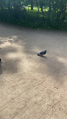 Columba livia