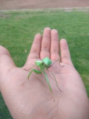 Stagmomantis limbata