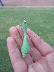 Stagmomantis limbata