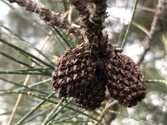 Allocasuarina fraseriana