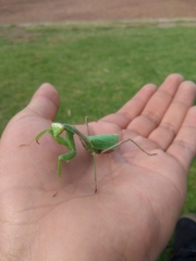 Stagmomantis limbata