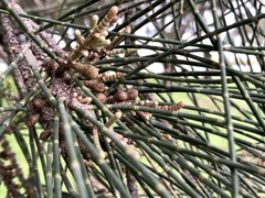 Allocasuarina fraseriana