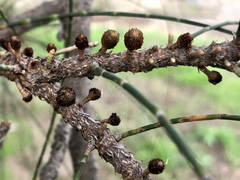 Allocasuarina fraseriana