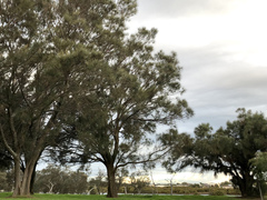Allocasuarina fraseriana