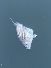 Carpiodes cyprinus