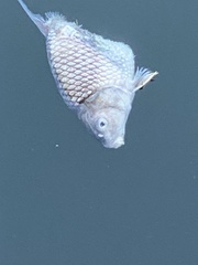 Carpiodes cyprinus