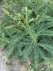 Astragalus galegiformis
