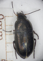 Amara infima