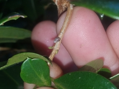 Tornatellinops mastersi