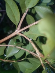 Tornatellinops mastersi