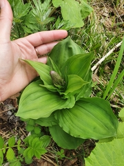 Galearis camtschatica